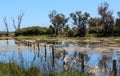 Reflections in a Wetland Lake Royalty Free Stock Photo