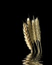 Reflections of wheat