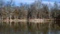 Lake scenery in winter with Sycamore Trees Royalty Free Stock Photo