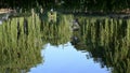 Peaceful calm of reflections in a pond