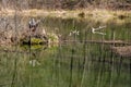 Reflections in a Woodland Marsh, Craig County, Virginia, USA Royalty Free Stock Photo