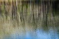 Reflections in a Woodland Marsh Royalty Free Stock Photo