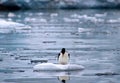 Reflective cormorant - Antarctica