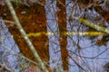 Reflective forest puddle in Belavezhskaya Pushcha, Belarus Royalty Free Stock Photo