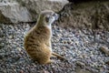 Reflective meerkat
