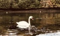 Reflective mute swan in Pill Creek. Royalty Free Stock Photo