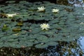 Water Lilies in a Reflective Pool