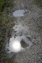 Reflective puddle along the rural pathway