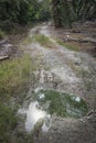 Reflective puddle along the rural pathway