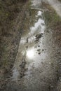 Reflective puddle along the rural pathway