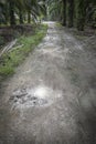 Reflective puddle along the rural pathway