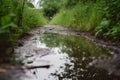 reflective puddles on path after rain, with softfocus vegetation beyond