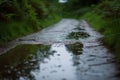 reflective puddles on path after rain, with softfocus vegetation beyond