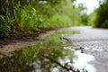 reflective puddles on path after rain, with softfocus vegetation beyond Royalty Free Stock Photo