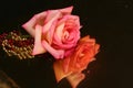 Reflective Rose-