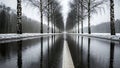 Reflective Wet Road Lined with Birch Trees in Winter Royalty Free Stock Photo