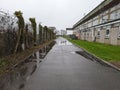 Reflective wet road near green hedged fence