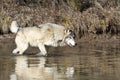 Reflective Wolf on the Hunt Royalty Free Stock Photo
