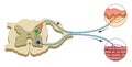 Spinal Reflex Arc illustration. Central nervous system