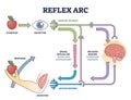 Reflex ARC sensory neuron pathway from stimulus to response outline diagram