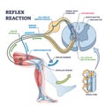 Reflex reaction with knee stimulus test process explanation outline diagram.