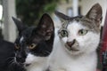 the reflex of two cats looking at something Royalty Free Stock Photo