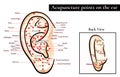 Reflex zones on the ear. Acupuncture points on the ear. Map of a Royalty Free Stock Photo