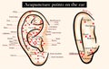 Reflex zones on the ear. Acupuncture points on the ear. Map of a Royalty Free Stock Photo