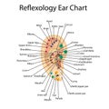 Reflex zones on the ear. Acupuncture points on the ear