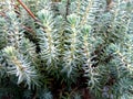 Reflexed stonecrop plant - close up Royalty Free Stock Photo