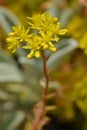 Reflexed stonecrop Royalty Free Stock Photo