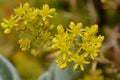 Reflexed stonecrop Royalty Free Stock Photo