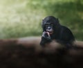 Reflexive Bonobo Ape Royalty Free Stock Photo