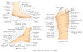 Reflexology chart