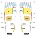 Reflexology foot massage points reflexology zones, massage signs and colored points Royalty Free Stock Photo