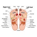 Reflexology zones of the feet