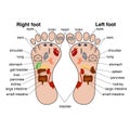 Reflexology zones of the feet vector illustration.