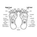 Reflexology zones of the feet vector illustration,