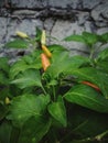 refocused on a chili in outdoor Royalty Free Stock Photo