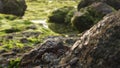 Refocusing on dark rock in front, green algae in background