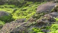 Refocusing on front rock covered by beautiful green algae