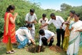 Reforestation Royalty Free Stock Photo