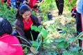 Reforestation activities