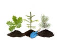 Reforestation background. Different small trees oak, spruce and pine tree in a pile of dirt with small gardening shovel, isolated