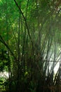 The reforestation carried out by these bamboos has succeeded in making the environment beautiful.