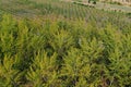 Reforestation concept, aerial view of poplar tree woodland with small saplings in background