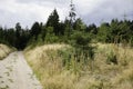 Reforestation in the forest with young green trees