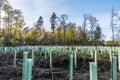 Reforestation in mixed forest with pipe support for the young trees