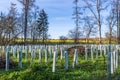 Reforestation in mixed forest with pipe support for the young trees