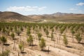 reforestation project in a desert landscape, with the goal of restoring ecosystem balance